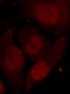 Phospho-HDAC2-S394 Antibody