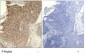 Phospho-HDAC2-S394 Antibody