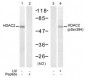 Phospho-HDAC2-S394 Antibody