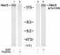 Her3 (ErbB3) Antibody (Y1328)