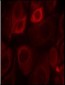 Phospho-Her3 (ErbB3)-Y1328 Antibody