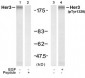 Phospho-Her3 (ErbB3)-Y1328 Antibody