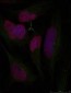 Histone H2A.X  Antibody (S139)