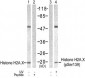 Histone H2A.X  Antibody (S139)