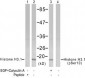 Histone H3.1  Antibody (S10)