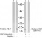 Phospho-Histone H3.1-S10 Antibody