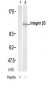 Integrin Beta-3 Antibody (Y773)