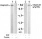 Integrin Beta-3 Antibody (Y785)