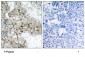 Phospho-Integrin Beta-3-Y773 Antibody