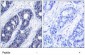 IRS-1  Antibody (S636)