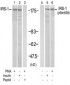 IRS-1  Antibody (S639)