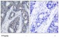 Phospho-IRS-1-S636 Antibody