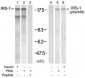 Phospho-IRS-1-S636 Antibody