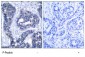 Phospho-IRS-1-S639 Antibody