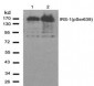 Phospho-IRS-1-S639 Antibody