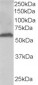 Goat Anti-58K Golgi protein(N-Term)/FTCD Antibody