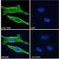 Goat Anti-58KGolgi protein(Internal)/FTCD Antibody