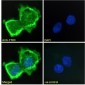 Goat Anti-58KGolgi protein(Internal)/FTCD Antibody