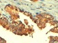 Goat Anti-ABCC4 / MRP4 Antibody