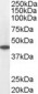 Goat Anti-ACADM Antibody