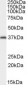 Goat Anti-AIP / ARA9 Antibody