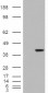 Goat Anti-AIP / ARA9 Antibody