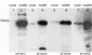 Goat Anti-AIRE (isoform 1) Antibody