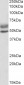 Goat Anti-AIRE (isoforms 1 and 2) Antibody