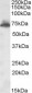 Goat Anti-AKAP10 Antibody