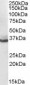 Goat Anti-AKR1C4 Antibody