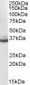 Goat Anti-AKR1C4 Antibody