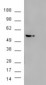 Goat Anti-AKT3 Antibody