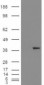 Goat Anti-Aldehyde Reductase Antibody