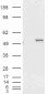 Goat Anti-ALDH1A1 (Internal) Antibody