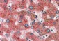 Goat Anti-Alpha2-antiplasmin Antibody