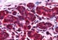 Goat Anti-ALS2CR1 / NIF3L1 Antibody