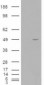 Goat Anti-ALS2CR2 / ILPIP Antibody