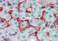 Goat Anti-AOC3 Antibody
