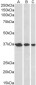 Goat Anti-APE1 / APEX1 Antibody