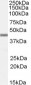 Goat Anti-APOBEC3G Antibody