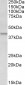 Goat Anti-APOL1 Antibody