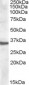 Goat Anti-Apolipoprotein F Antibody