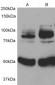 Goat Anti-APPL1 Antibody