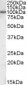 Goat Anti-AREB6 / ZEB1 Antibody