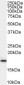 Goat Anti-ARF1, 2, 3, 4 Antibody