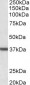 Goat Anti-Arginase, type 1 / ARG1 Antibody