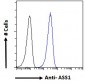 Goat Anti-Argininosuccinate synthetase 1 Antibody