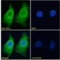 Goat Anti-Argininosuccinate synthetase 1 Antibody