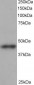 Goat Anti-ARP1 homolog B Antibody