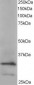 Goat Anti-ARPC2 Antibody